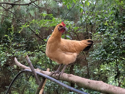 株洲雞苗