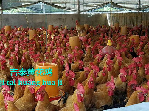 肉雞批發(fā)